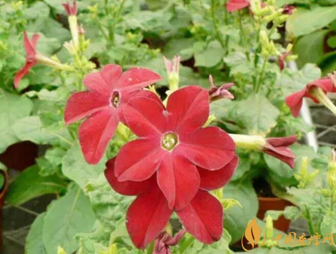 煙草花花語是什么，煙草花什么時候開花