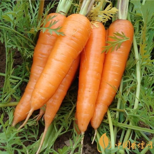 預(yù)防抽煙得肺癌，這些食物降低抽煙傷害