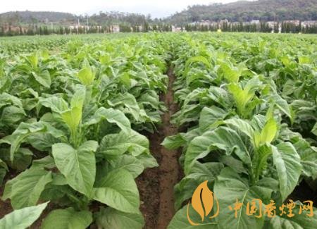 湖南瀏陽煙草局依托G80烤煙特色品種為煙農(nóng)創(chuàng)收9375萬元！